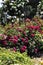 Barona Rose Garden Series - Red Rose - Rosa Centifolia