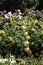 Barona Rose Garden Series - Sunsprite - Sunny Yellow Rose - Rosa Centifolia