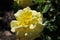 Barona Rose Garden Series - Sunsprite - Sunny Yellow Rose - Rosa Centifolia