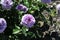 Barona Rose Garden Series - Violet\\\'s Pride - Fragrant Lavender Purple Rosa Centifolia