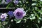 Barona Rose Garden Series - Violet\\\'s Pride - Fragrant Lavender Purple Rosa Centifolia