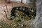 Baroque fountain converted into a romantic glass pond with stones around the perimeter and railings. historic garden with trimmed