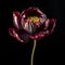 Baroque-inspired Still Life Photography Of A Red Flower On A Black Background