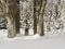 Baroque iron cross on sandstone pedestal with crucifix along snowy path with big beech trees at snow covered spruce tree