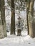 Baroque iron cross on sandstone pedestal with crucifix along snowy path with big beech trees at snow covered spruce tree