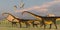 Barosaurus Dinosaur Herd