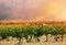 Barossa Valley rows of grape vines.