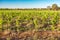 Barossa Valley vineyards, South Australia