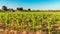 Barossa Valley winery, Lyndoch, SA