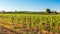 Barossa Valley winery, South Australia