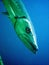 Barracuda in the sea underwater whilst scuba diving in the tropical ocean