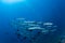 Barracuda underwater picture Sudan Red sea diving safari