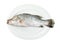 Barramundi or seabass fish in dish isolated on white background ,include clipping path