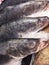 Barramundi or White perch or Silver perch fish