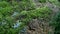 Barranca in Tenerife with vegetation