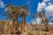 Barranco de la Madre del Agua oasis on the island of Fuerteventura