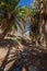 Barranco de la Madre del Agua oasis on the island of Fuerteventura