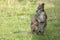 Barrats Wallaby