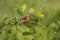 Barred antshrike female, Pantanal Wetlands, Mato Grosso,