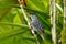 Barred Antshrike, Thamnophilus doliatus, grey rare bird from Trinidad. Wild motley bird in the nature forest habitat. Birdwatching