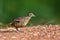 Barred Buttonquail Bird