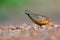 Barred Buttonquail Bird