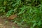 Barred buttonquail or Turnix suscitator or common bustard-quail portrait in natural green monsoon season at forest of india