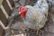 Barred Cochin Rooster, in pen, looking up at camera