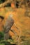 Barred cuckoo-Dove