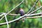 Barred Cuckoo-Dove