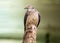 Barred Cuckoo Pigeon (Ducula mullerii) in Malaysia