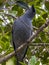 Barred Cuckoo-shrike in Queensland Australia