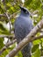 Barred Cuckoo-shrike in Queensland Australia