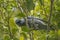 Barred Cuckooshrike in Queensland Australia