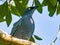 Barred Cuckooshrike in Queensland Australia