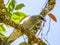 Barred Cuckooshrike in Queensland Australia