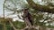Barred eagle-owl (Ketupa sumatrana), also called the Malay eagle-owl
