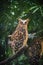 Barred Eagle-Owl stare
