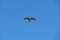 A Barred Forest-Falcon ( Micrastur ruficollis) flying in the sky