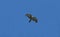 A Barred Forest-Falcon ( Micrastur ruficollis) flying in the sky