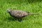 Barred Ground Dove