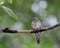 Barred ground or Zebra dove Geopelia striata