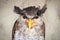 Barred malay eagle owl with yellow beak in Malaysia