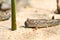 Barred mudskipper