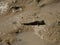 Barred Mudskipper on mud at Shimajiri mangrove forest in Miyakojima island