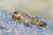 Barred mudskipper or silverlined mudskipper. Periophthalmus argentilineatus.