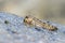 Barred mudskipper or silverlined mudskipper. Periophthalmus argentilineatus.