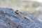 Barred mudskipper or silverlined mudskipper. Periophthalmus argentilineatus.