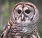 Barred Owl