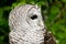 Barred Owl